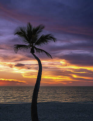 Bath Time Royalty Free Images - Naples Palm Sunset 5 Royalty-Free Image by Joey Waves
