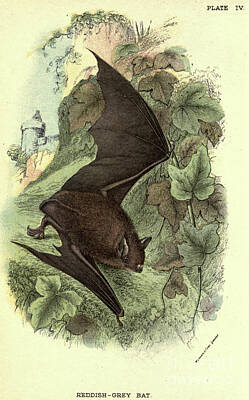Boho Christmas - Natterers bat Myotis nattereri n1 by Historic illustrations
