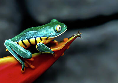 Juan Bosco Forest Animals - Natures Color Palette by Karen Wiles