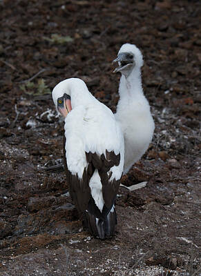 Pineapple - Nazca Booby with Juvenile by Carol Ailles