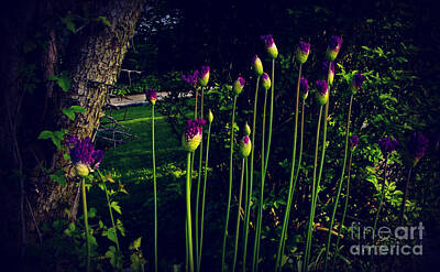 Frank J Casella Royalty-Free and Rights-Managed Images - Neighborhood Flowers at Dusk in the Sunlight by Frank J Casella