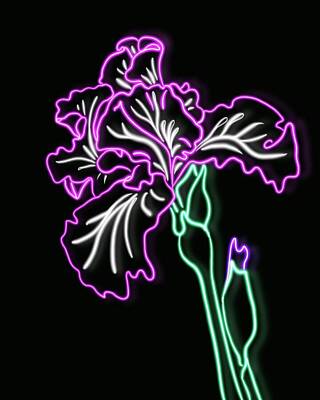 Drawings Rights Managed Images - Neon Iris Royalty-Free Image by Masha Batkova
