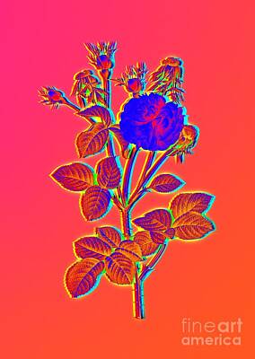 Food And Beverage Paintings - Neon Pink Blooming Pink Agatha Rose Botanical Art n.0088 by Holy Rock Design