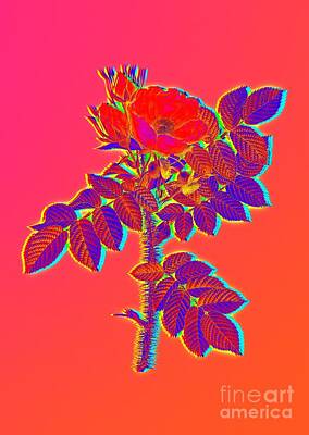 Roses Royalty Free Images - Neon Pink Kamtschatka Rose Botanical Art n.0586 Royalty-Free Image by Holy Rock Design