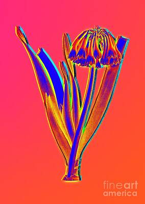 Lilies Royalty-Free and Rights-Managed Images - Neon Pink Knysna Lily Botanical Art n.0306 by Holy Rock Design