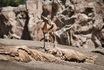 Landscapes Royalty-Free and Rights-Managed Images - Nervous Southern Gerenuk by American Landscapes