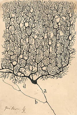 Drawings Rights Managed Images - Neuron Drawing By Santiago Ramon Y Cajal Royalty-Free Image by Santiago Ramon Y Cajal