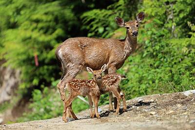 Mammals Royalty Free Images - Twin Fawns with Doe Sunny Adventures  Royalty-Free Image by Ian McAdie