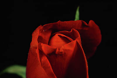 Roses Photos - Nights bloom by Null Photography Group