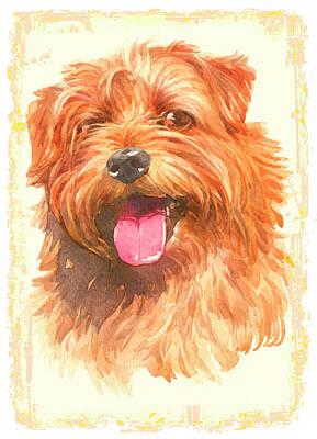 Popstar And Musician Paintings - Norfolk Terrier 2 Dog by John Shepherd