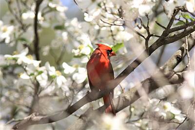 On Trend Breakfast Rights Managed Images - Northern Cardinal   0911 Royalty-Free Image by Travis Truelove