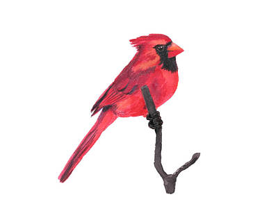 Ingredients Rights Managed Images - Northern Cardinal Bird Royalty-Free Image by Masha Batkova