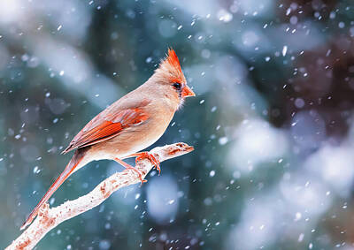 Animals Photos - Northern Cardinal In Winter by Mango Art