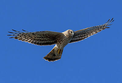 Marvelous Marble Rights Managed Images - Northern Harrier - 2 Royalty-Free Image by Alan C Wade