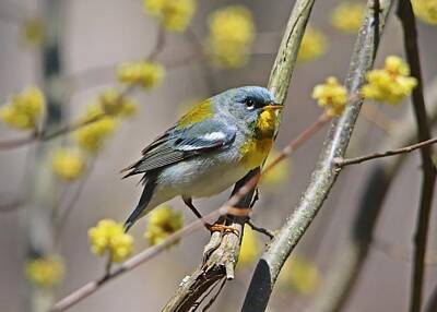 Mt Rushmore Royalty Free Images - Northern Parula Spring Warbler Royalty-Free Image by Marlin and Laura Hum