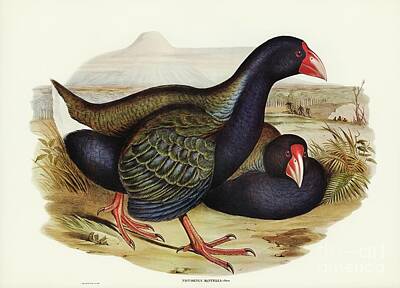 Route 66 - Notornis  Notornix Mantelli illustrated by Elizabeth Gould  1804-1841  by Shop Ability