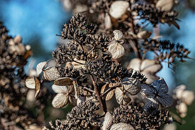 Disney - Oak Leaf Hydrangea - Winter Close Up by Sharon Gucker