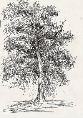 Landscapes Drawings - Oak Tree by Elise Palmigiani