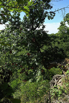 Zen Garden - Oak Tree on a Cliff by Scott Kingery