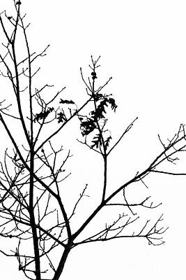 Modern Christmas - Oak Tree Winter Study by Regina Geoghan