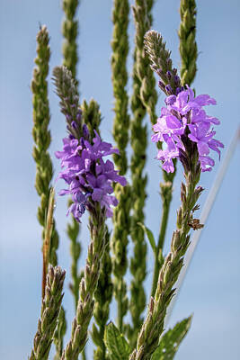 Ira Marcus Royalty-Free and Rights-Managed Images - Obedient Plant Stalks by Ira Marcus