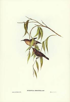 Graphic Tees - Obscure Honey-eater  Myzomela obscura illustrated by Elizabeth Gould  1804-1841  by Shop Ability