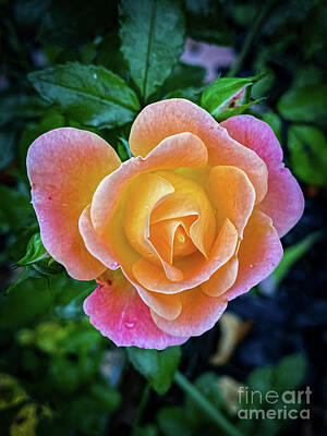 Bowling Royalty Free Images - October Rose Royalty-Free Image by William Norton
