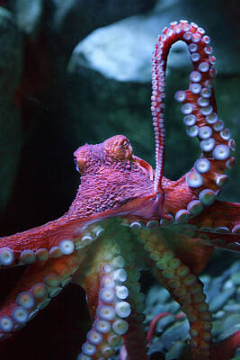 Beach Photos - Giant Pacific Octopus 2 by Brian Knott Photography