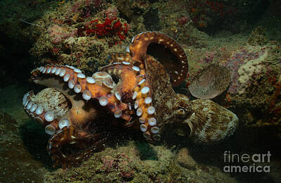 Fight Club Royalty-Free and Rights-Managed Images - Octopus Fight Club by Nirav Shah