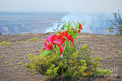 Athletes Royalty-Free and Rights-Managed Images - Offering to Pele, Hawaiian Goddess of Volcanoes by Catherine Sherman