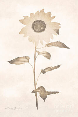 Sunflowers Digital Art - Old archival sunflower image by Wdnet Studio