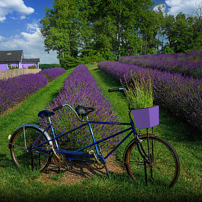 Lilies Royalty-Free and Rights-Managed Images - Old Bicycle at Lavender Field Art Photo by Lily Malor