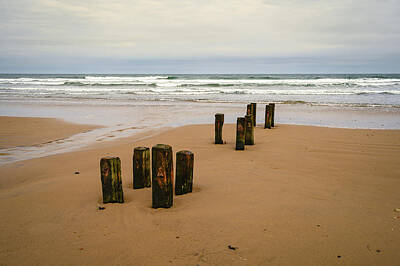 Lovely Lavender Royalty Free Images - Old Wooden Posts on Cambois Beach Royalty-Free Image by David Head