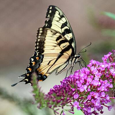 Wine Down Rights Managed Images - Old World Swallowtail Royalty-Free Image by Gary Adkins