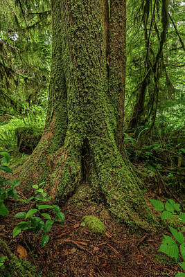 Sports Tees - Olympic national Park 890 by Mike Penney