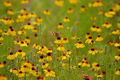 Ring Of Fire - On Top of the World Butterfly on Coreopsis by Gaby Ethington