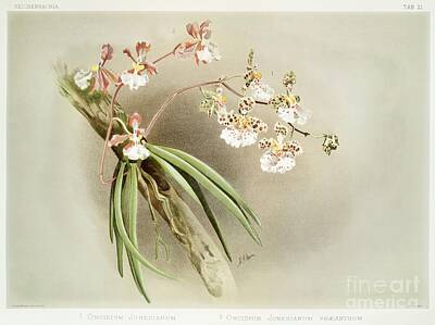 Floral Rights Managed Images - Oncidium jonesianum, Oncidium jonesianum haeanthum from Reichenbachia Orchids 1888-1894 illustrate Royalty-Free Image by Shop Ability