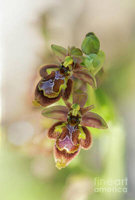 Sports Tees - Ophrys x castroviejoi, Hybrid wild orchid by Perry Van Munster