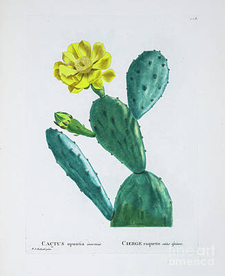 Food And Beverage Drawings - Opuntia humifusa z5 by Botanical Illustration