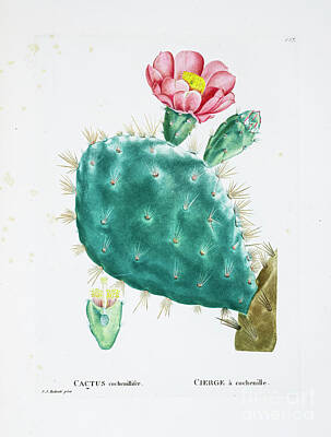 Food And Beverage Drawings - Opuntia tomentosa z3 by Botanical Illustration