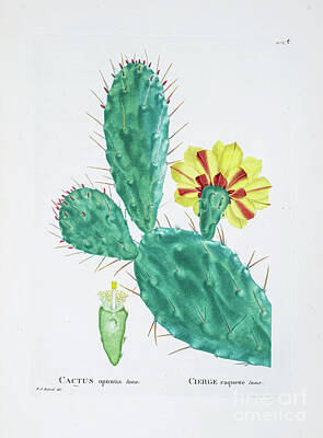 Food And Beverage Drawings - Opuntia vulgaris z3 by Botanical Illustration