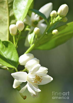 Food And Beverage Photos - Orange Blossoms by Carol Groenen