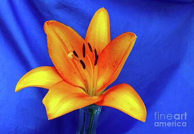 Only Orange - Orange lily closeup from Missouri. by Diane Friend