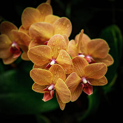 Lilies Royalty-Free and Rights-Managed Images - Orange Orchids High End Fine Photo Art by Lily Malor