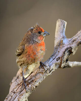 Animals Royalty Free Images - Orange Phase House Finch Royalty-Free Image by Gary Langley