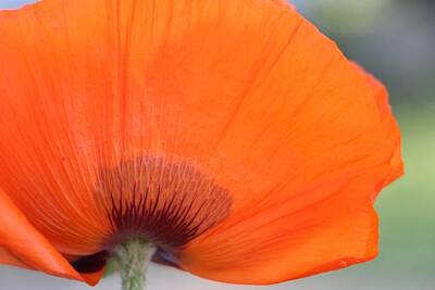 Kim Fearheiley Photography Royalty Free Images - Orange Poppy Royalty-Free Image by The Art Of Marilyn Ridoutt-Greene