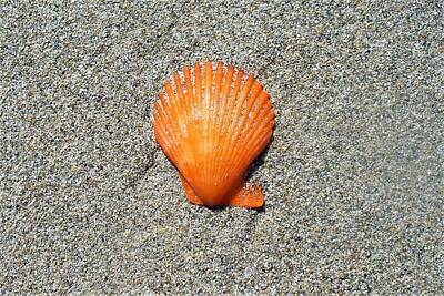 Fromage - Orange Seashell by Kathrin Poersch