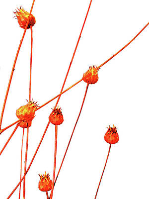 Still Life Mixed Media - Orange Seed Pods Minimalism by Sharon Williams Eng