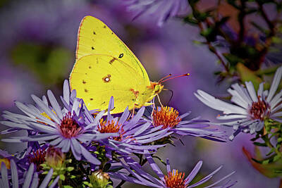 Ira Marcus Royalty-Free and Rights-Managed Images - Orange Sulphur on Aster by Ira Marcus