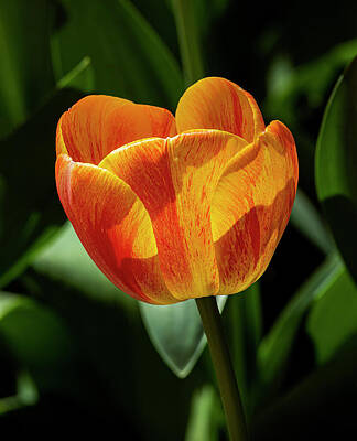 Rights Managed Images - Orange Tulip 5 Royalty-Free Image by Robert Ullmann